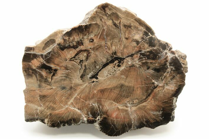 Rare, Petrified Wood (Schilderia) Section - Arizona #229122
